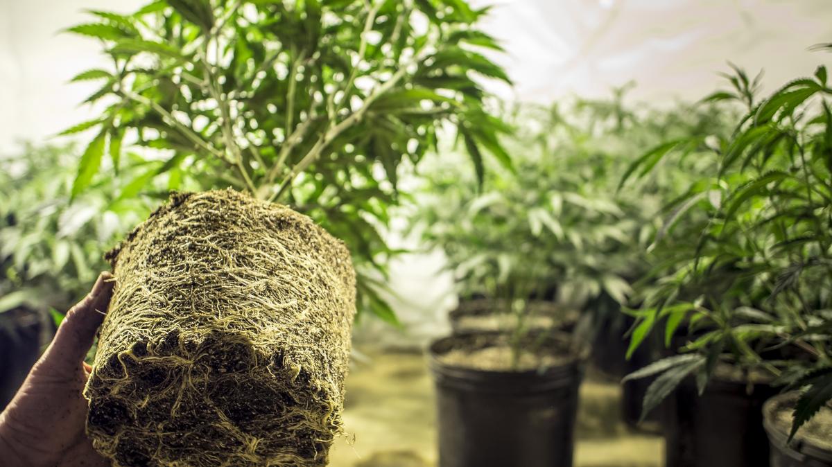 indoor cannabis grow