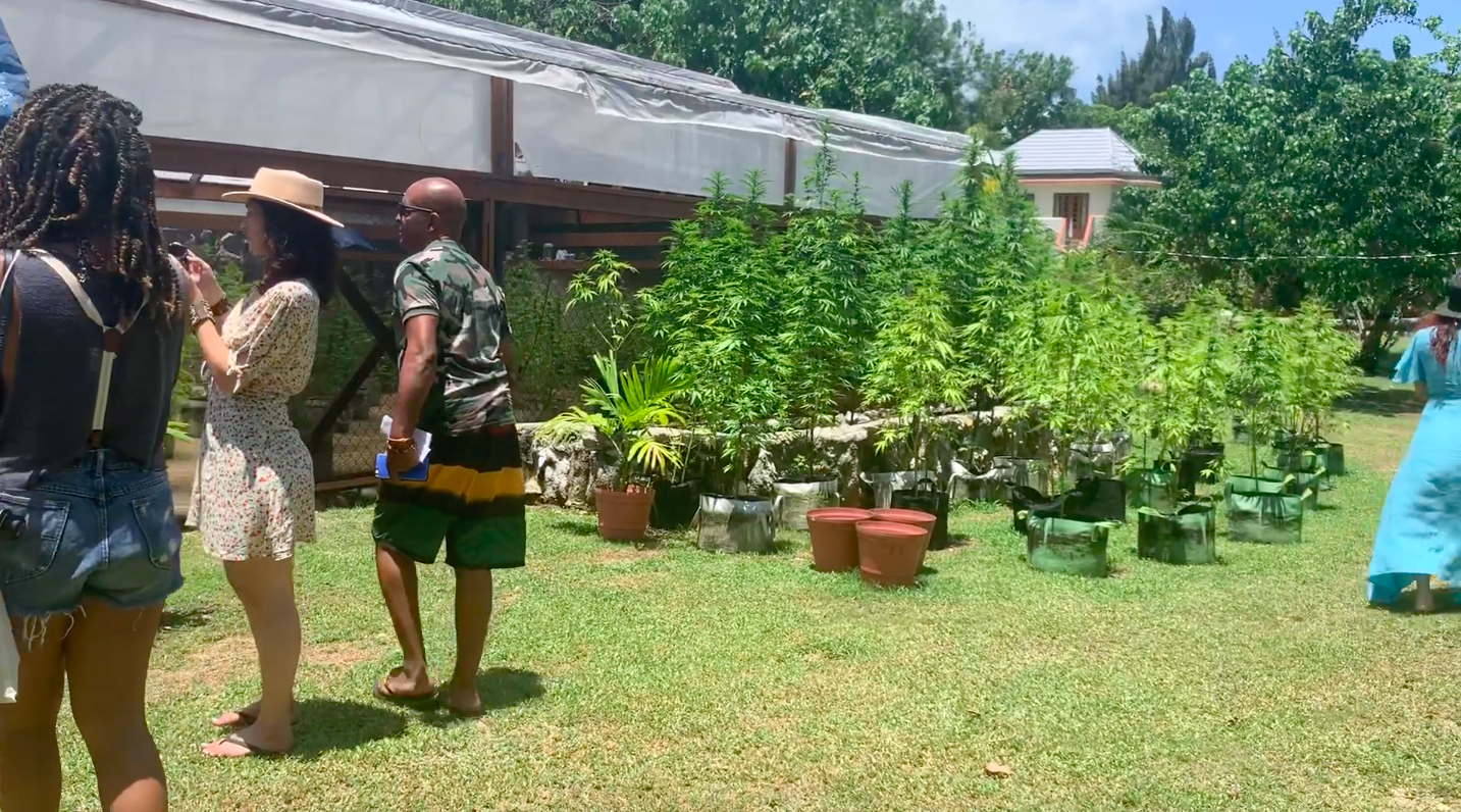 seedella cannabis retreat jamaica
