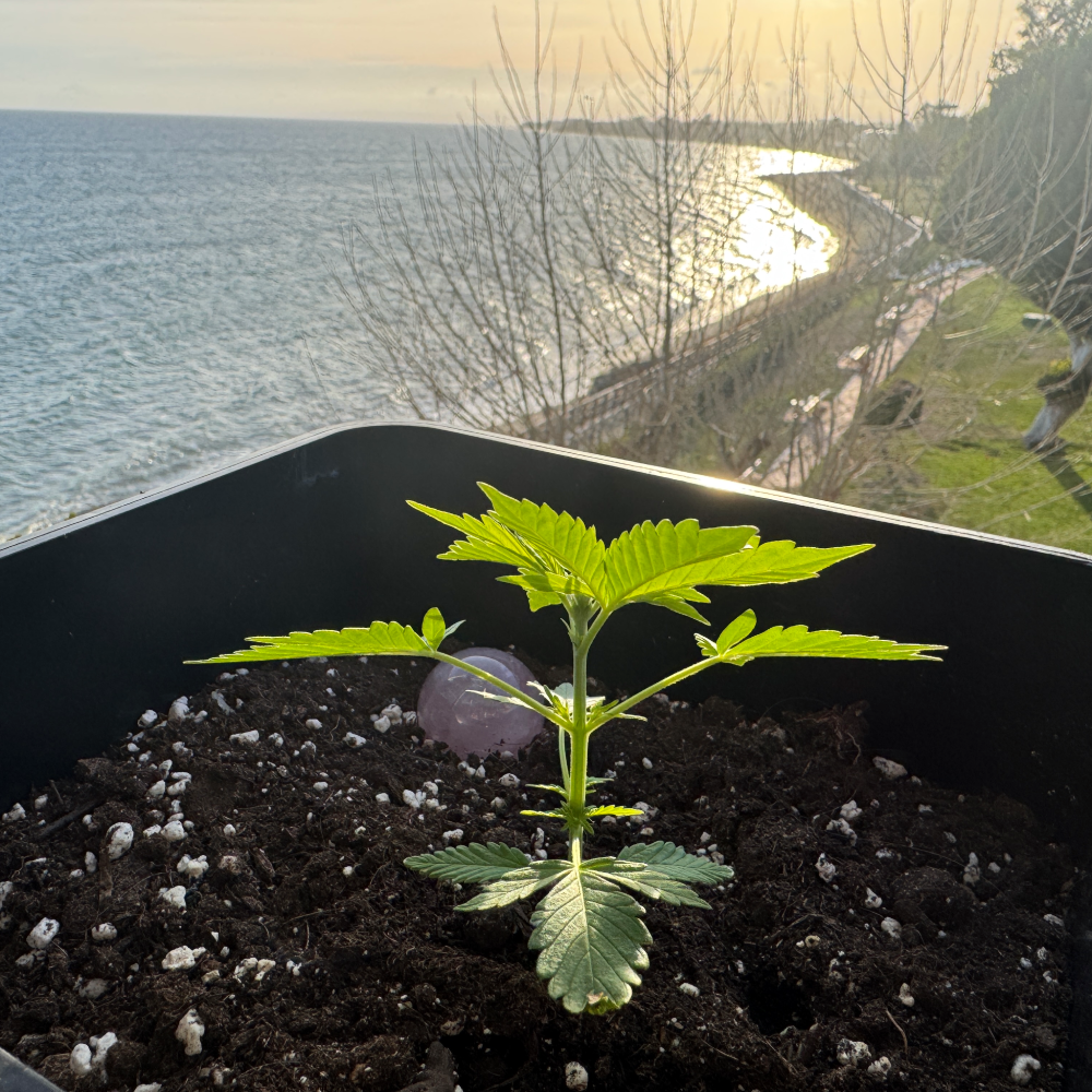 Cannabis plant in a pot with ocean background representing the owner's life journey