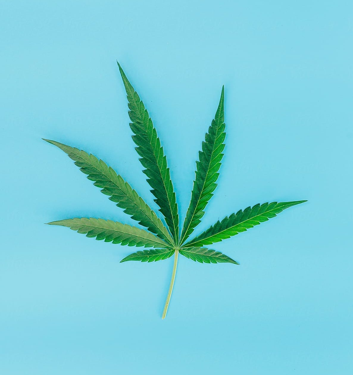 Cannabis Retreat Marbella, Spain- Journey to Your Future Self!
