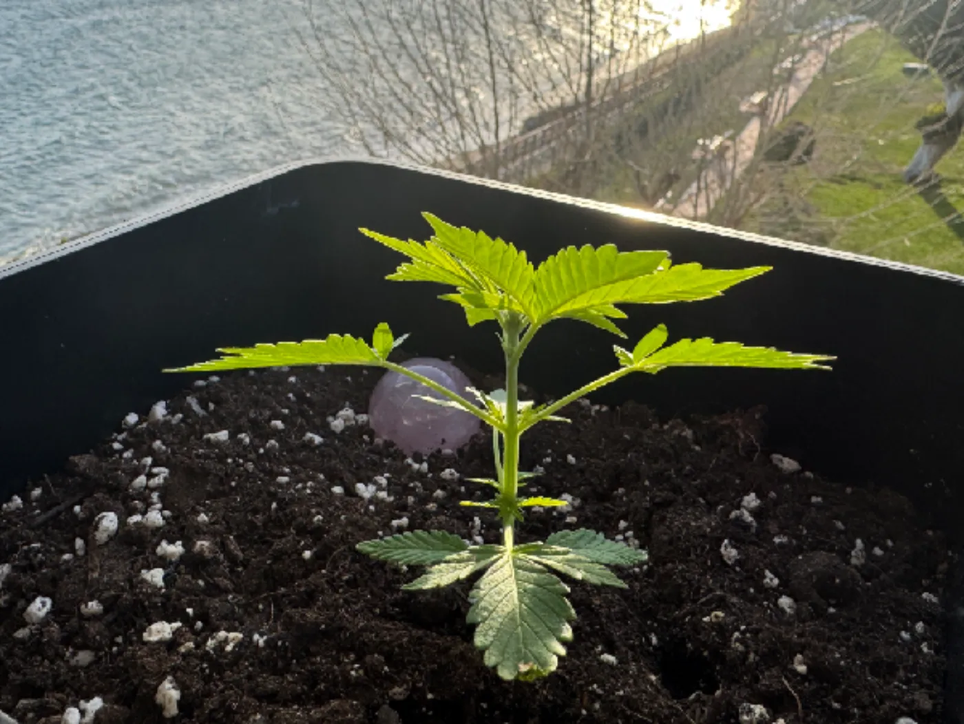 Cannabis plant