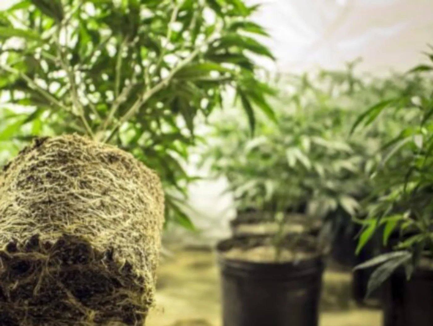 Seedella founder participating in Women Who Grow event in Spain, January 2020 supporting women in the cannabis industry