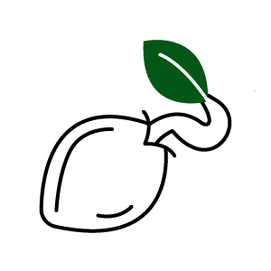 Icon for Seedella and the Road to Wellness section