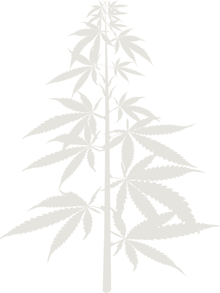 Tree symbolizing early connection in Seedella global journey